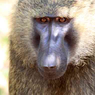 Anubispavian (Papio anubis) - primata.de