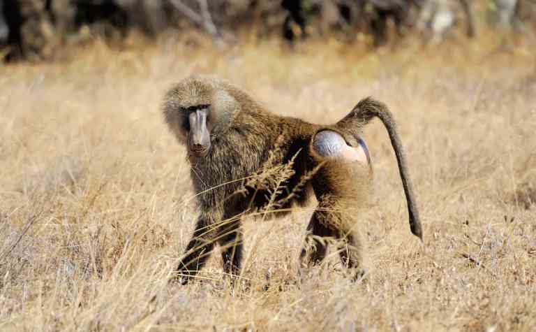 Ein junger Anubispavian (Papio anubis)