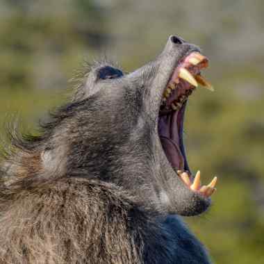 Bärenpavian (Papio ursinus) - primata.de