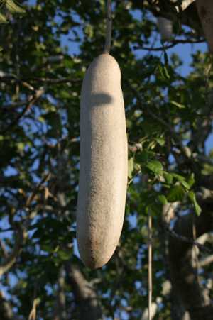 Beliebte Nahrung bei Bärenpavianen (Papio ursinus): Die Frucht des Leberwurstbaums