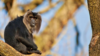 Bartaffe oder Wanderu (Macaca silenus)