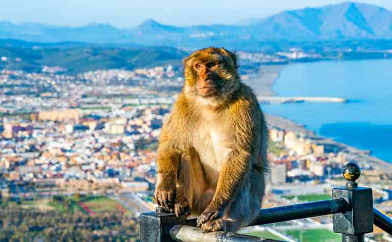 Berberaffe auf dem Felsen von Gibraltar
