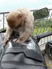 Berberaffe (Macaca sylvanus) in Gibraltar