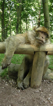 eingeschlafener Berberaffe (Macaca sylvanus)