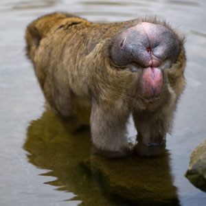 Berberaffe (Macaca sylvanus) Schwielen am Hintern
