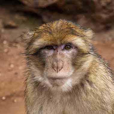 Berberaffe oder Magot (Macaca sylvanus) - primata.de