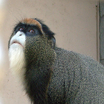 Brazzameerkatze (Cercopithecus neglectus) - primata.de