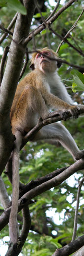 Ceylon-Hutaffe bei Giritale, Sri Lanka