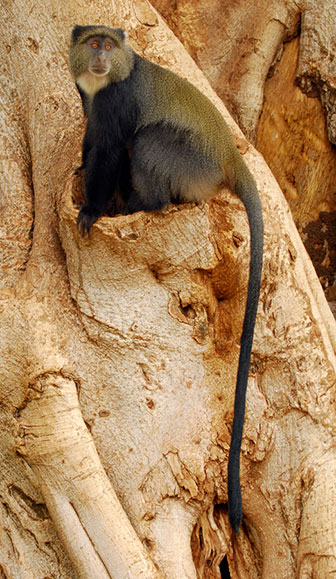 Diademmeerkatze (Cercopithecus mitis) - primata.de