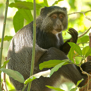 Diademmeerkatze (Cercopithecus mitis) - primata.de