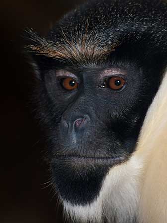 Dianameerkatze (Cercopithecus diana) - primata.de