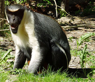 Dianameerkatze im London Zoo