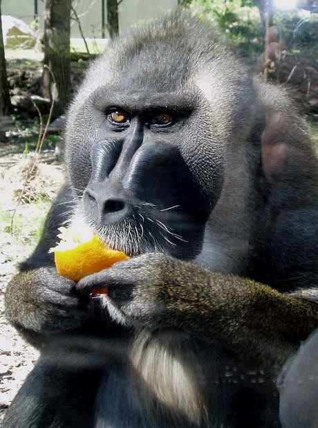 Drill (Mandrillus leucophaeus) beim Fressen einer Frucht