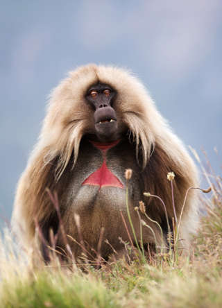 Dschelada (Theropithecus gelada)