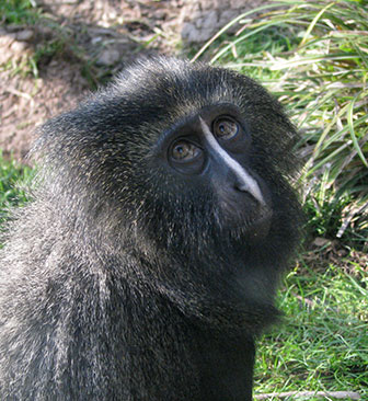 Eulenkopfmeerkatze (Cercopithecus hamlyni)