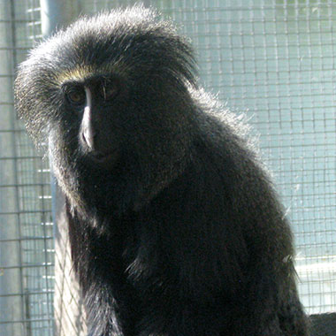 Eulenkopfmeerkatze (Cercopithecus hamlyni) - primata.de