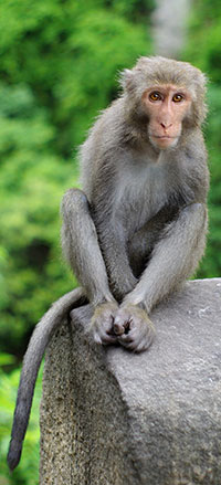 Formosa-Makak (Macaca cyclopis)