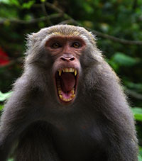 Formosa-Makak (Macaca cyclopis) - primata.de