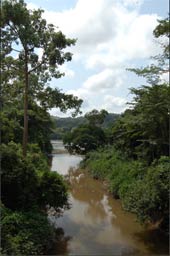 Lebensraum der Gabun-Meerkatzen (Cercopithecus solatus), Lope Nationalpark Gabun