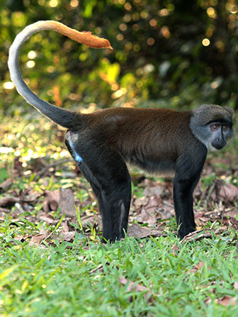 Gabun-Meerkatze (Cercopithecus solatus)