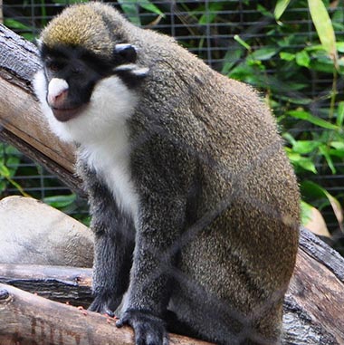 Große Weißnasenmeerkatze (Cercopithecus nictitans) - primata.de
