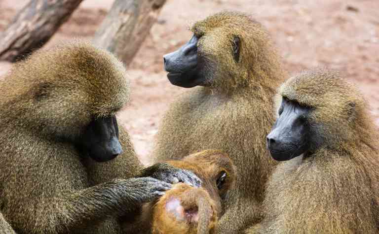 Guinea-Paviane