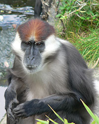 Halsbandmangabe (Cercocebus torquatus) - primata.de