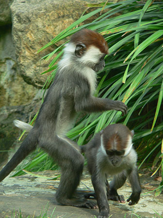 zwei jugendliche Halsbandmangaben