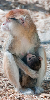 Husarenaffenweibchen (Erythrocebus patas) mit Kind