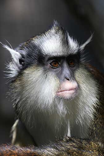 Kronenmeerkatze (Cercopithecus pogonias) - primata.de