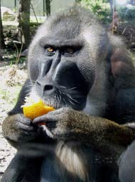 Mandrill (Gattung Mandrillus) - primata.de