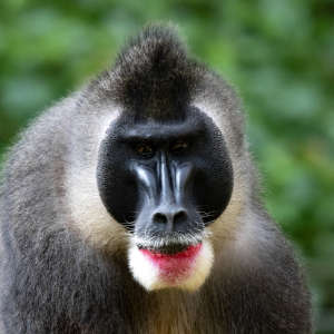 Portrait Drill (Mandrillus leucophaeus) - primata.de