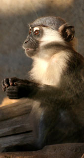 Mangaben (Cercocebus und Lophocebus) - primata.de