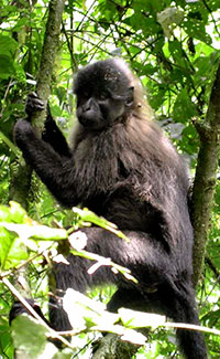 Mantelmangabe (Lophocebus albigena) im Kibale Nationalpark