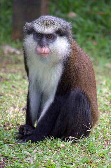 Meerkatzen (Cercopithecus) - primata.de