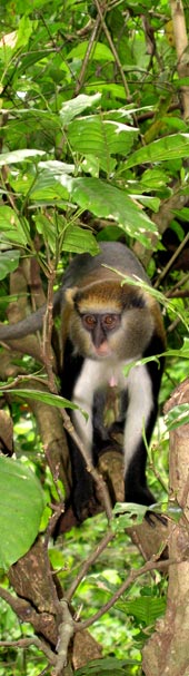 Monameerkatze (Cercopithecus mona) im westafrikanischen Regenwald