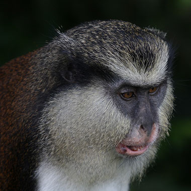 Monameerkatze (Cercopithecus mona) - primata.de