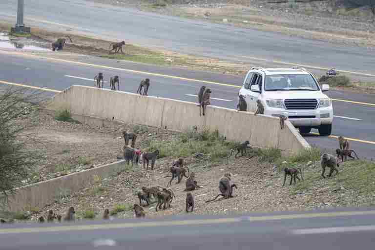 Geselligkeit bei Pavianen