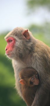 Rhesusaffe (Macaca mulatta) mit Kind