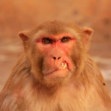 Ein verletzter Rhesusaffe (macaca mulatta)