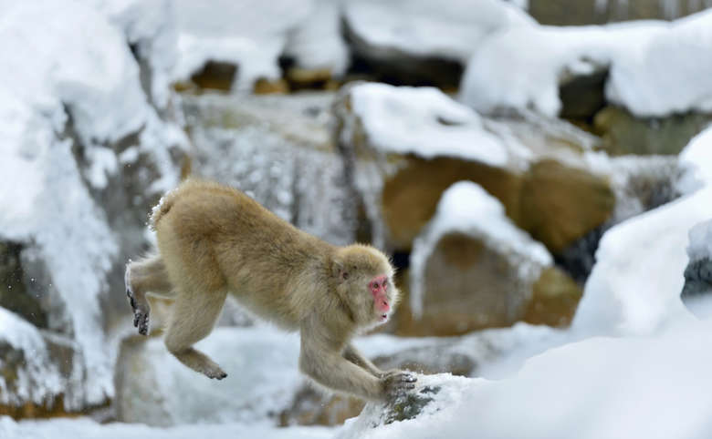japanische Rotgeschtsmakaken