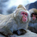 Snow Monkey