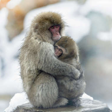 Rotgesichtsmakak (Macaca fuscata) - primata.de