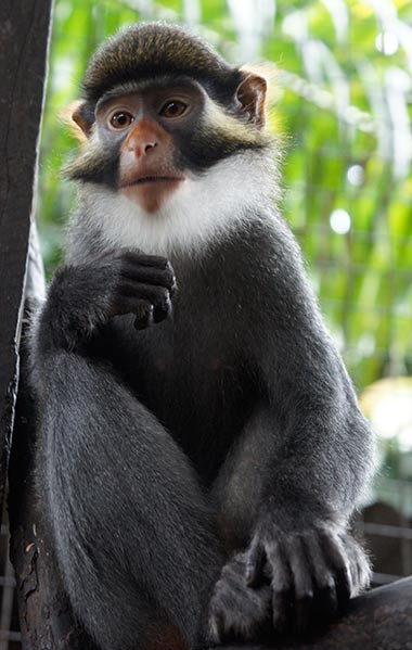 Rotohrmeerkatze (Cearcopithecus erythrotis)