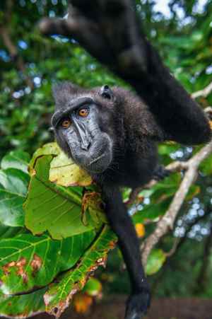 Schopfaffe (Macaca nigra)
