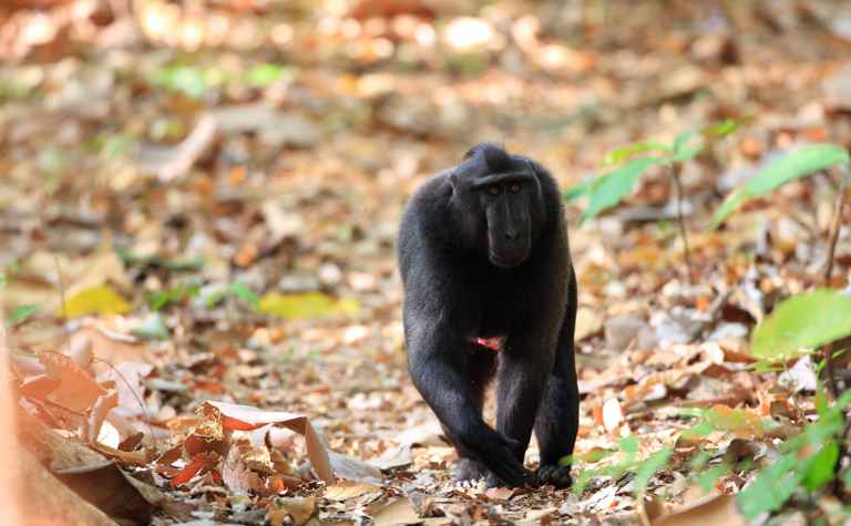 Schopfaffe (Macaca nigra) im Tangkoko National Park, Nord-Sulawesi