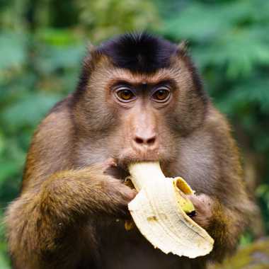 Schweinsaffe (Macaca nemestrina) - primata.de