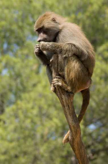 Steppenpavian (Papio cynocephalus)