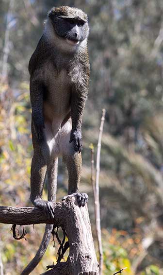 Sumpfmeerkatze (Allenopithecus nigroviridis) - primata.de