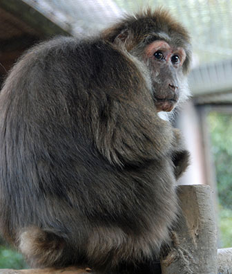 Tibet-Makak (Macaca thibetana) in einem japanischen Zoo